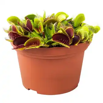 IKEA Grönskan potplant, vleesetend/diverse soorten, 12 cm aanbieding