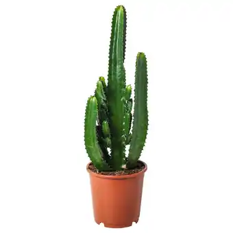 IKEA Euphorbia acrurensis potplant, 24 cm aanbieding