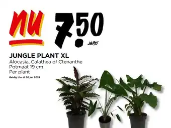 Jumbo Jungle plant xl alocasia, calathea of ctenanthe potmaat 19 cm per plant geldig t/m di 30 jan 2024 aanbieding