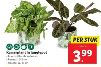 Lidl Kamerplant in junglepot aanbieding