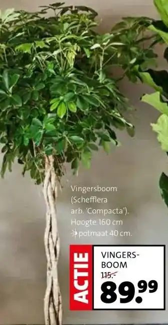 Intratuin Vingersboom (schefflera aanbieding