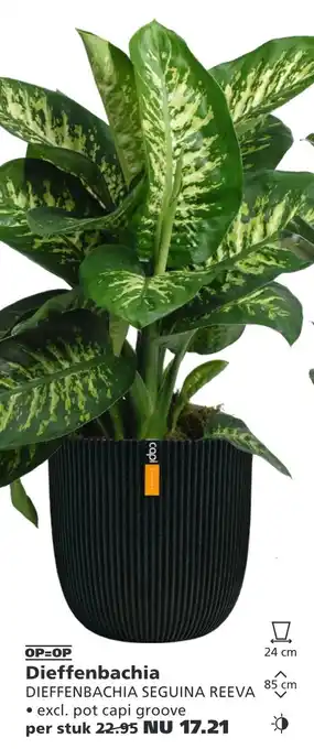 Ranzijn Dieffenbachia aanbieding