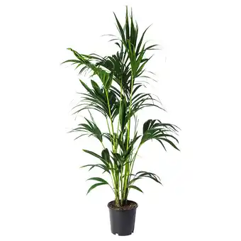 IKEA Howea forsteriana potplant, 24 cm aanbieding