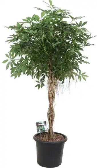 Intratuin Vingersboom gevlochten stam (schefflera arboricola 'compacta') d 40 h 160 cm aanbieding