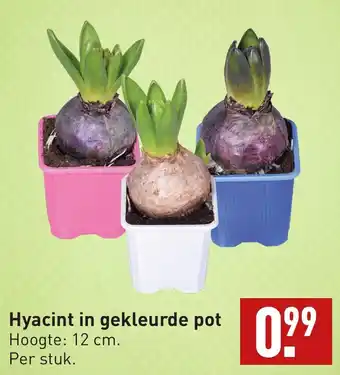 ALDI Hyacint in gekleurde pot aanbieding