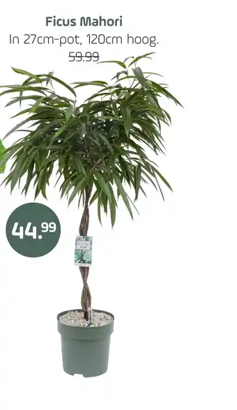 Coppelmans Ficus mahori aanbieding