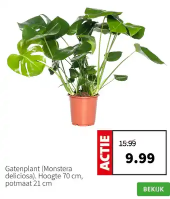 Intratuin Gatenplant (Monstera deliciosa) aanbieding