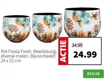 Intratuin Pot Fresia Fresh aanbieding