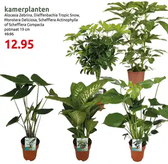 Deka Tuin kamerplanten aanbieding