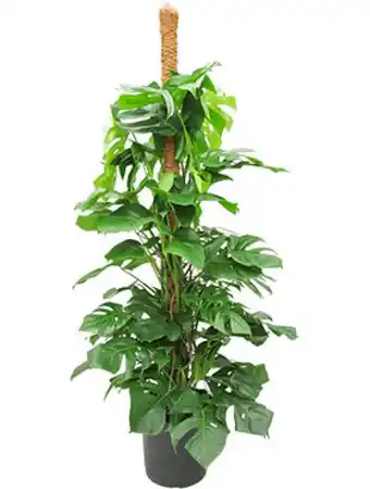 123Planten Philodendron monstera pertusum aanbieding