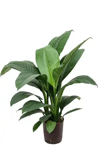 123Planten Spathiphyllum sensation aanbieding