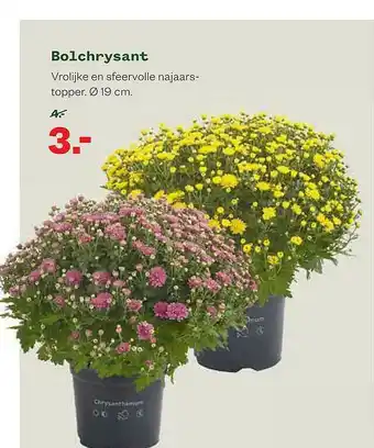 Welkoop Bolchrysant aanbieding