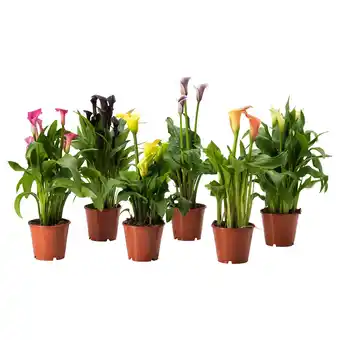 IKEA Zantedeschia potplant, calla/diverse kleuren, 14 cm aanbieding