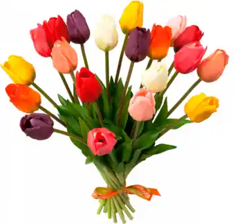 Schiphol Everlasting tulips aanbieding