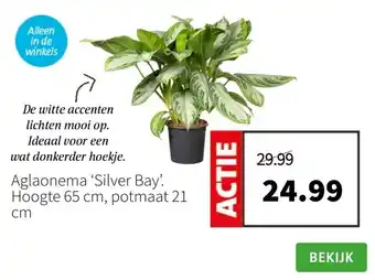 Intratuin Aglaonema ‘silver bay’. hoogte 65 cm, potmaat 21 cm aanbieding