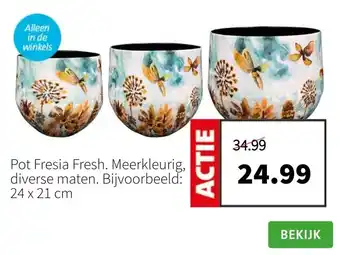 Intratuin Pot fresia fresh. meerkleurig, diverse maten. bijvoorbeeld: 24 x 21 cm aanbieding