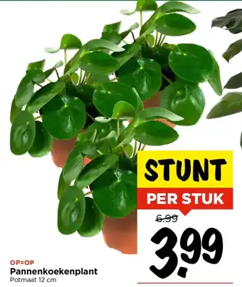 Vomar Voordeelmarkt Pannenkoekenplant 12 cm aanbieding