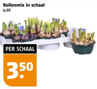 Poiesz Bollenmix in schaal aanbieding