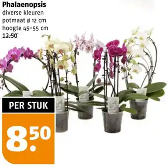 Poiesz Phalaenopsis aanbieding