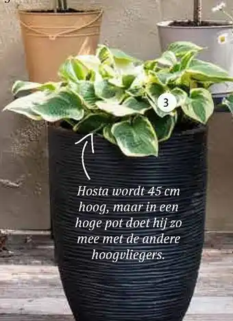 Intratuin Hosta aanbieding