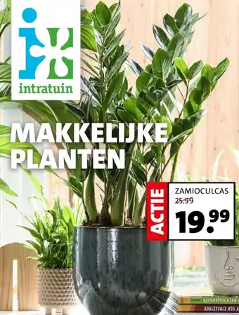 Intratuin ZAMIOCULCAS aanbieding