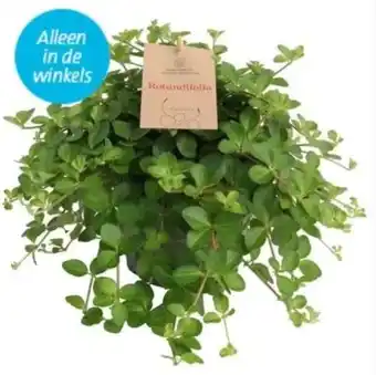 Intratuin Peperomia rotundifolia aanbieding