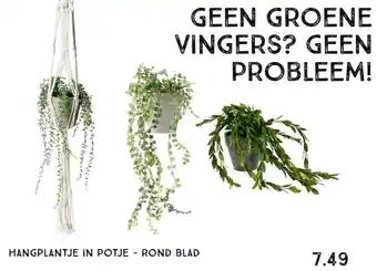 Xenos Hangplantje in potje - rond blad aanbieding