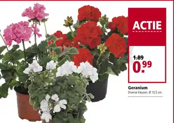 Welkoop Geranium aanbieding