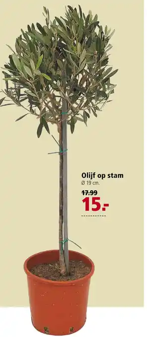 Welkoop Olijf op stam 19 cm aanbieding