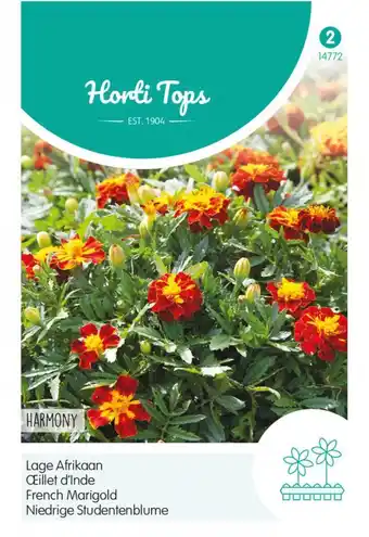 Welkoop Hortitops lage afrikaan harmony boy - bloemzaden - afrikaan (tagetes) aanbieding