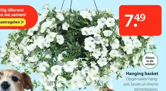 Boerenbond Hanging basket aanbieding