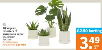 Albert Heijn AH Vetplant, monstera of sansevieria in pot aanbieding