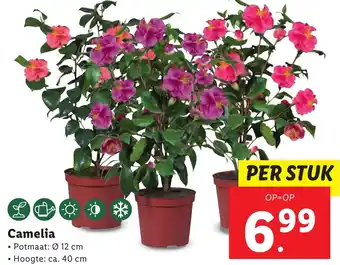 Lidl Camelia aanbieding