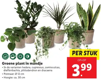 Lidl Groene plant in mandje aanbieding