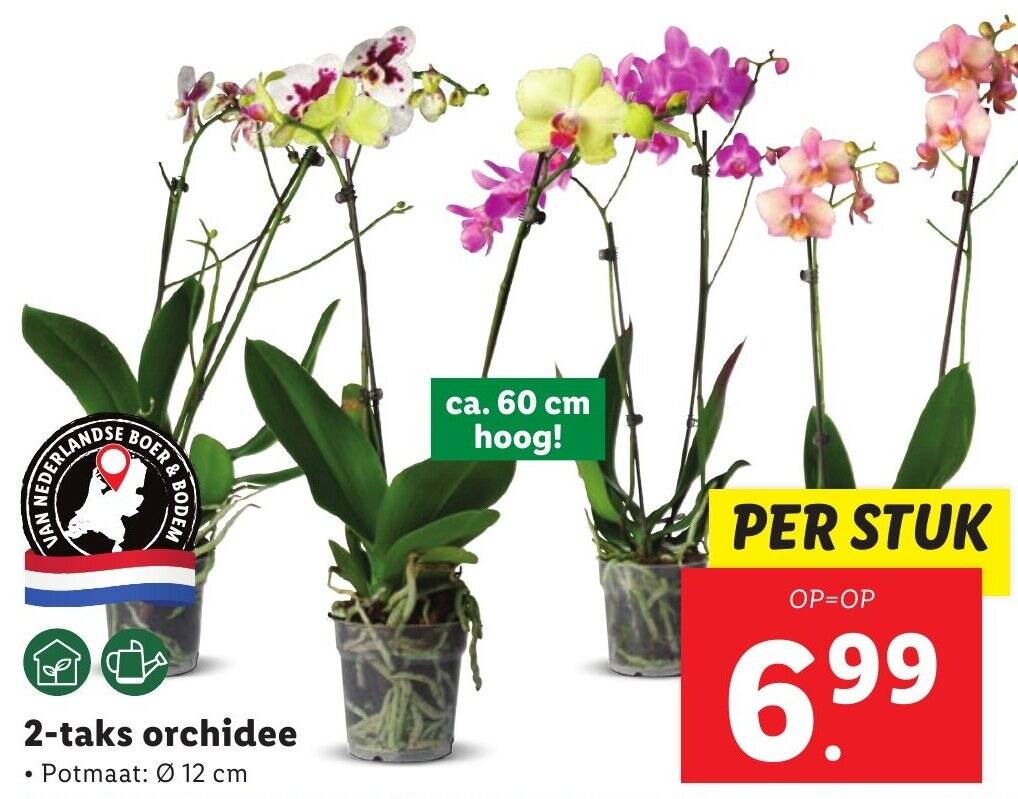 2taks orchidee aanbieding bij Lidl