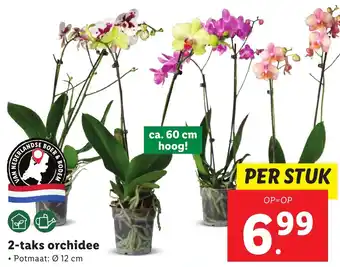 Lidl 2-taks orchidee aanbieding