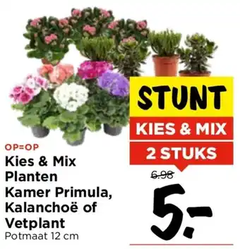 Vomar Voordeelmarkt Kies & Mix Planten Kamer Primula, Kalanchoë of Vetplant aanbieding