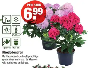 ALDI kwekers TROTS Rhododendron aanbieding