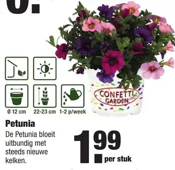 ALDI Petunia aanbieding