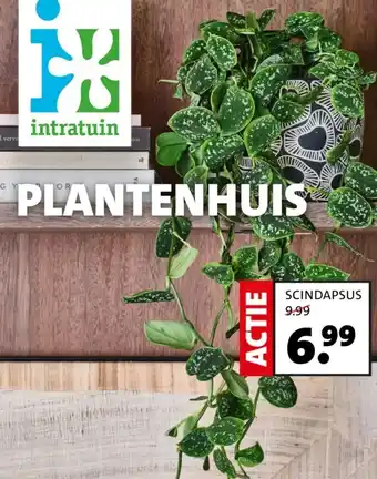 Intratuin SCINDAPSUS aanbieding