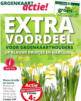 GroenRijk Blauw druifje en narcis muscari en aanbieding