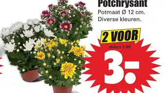 Dirk Potchrysant aanbieding