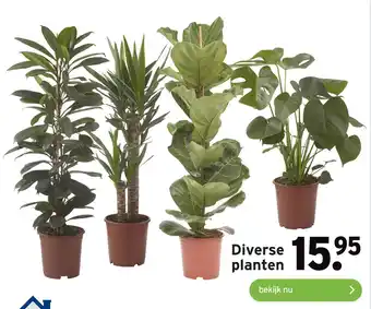 GAMMA Diverse planten aanbieding