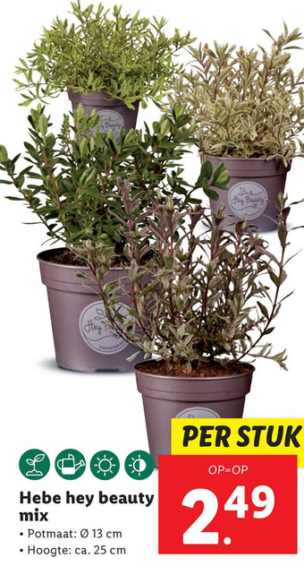 Lidl Hebe hey beauty mix aanbieding