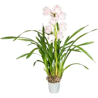 Dekamarkt Cymbidium orchidee mix aanbieding