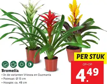 Lidl Bromelia aanbieding