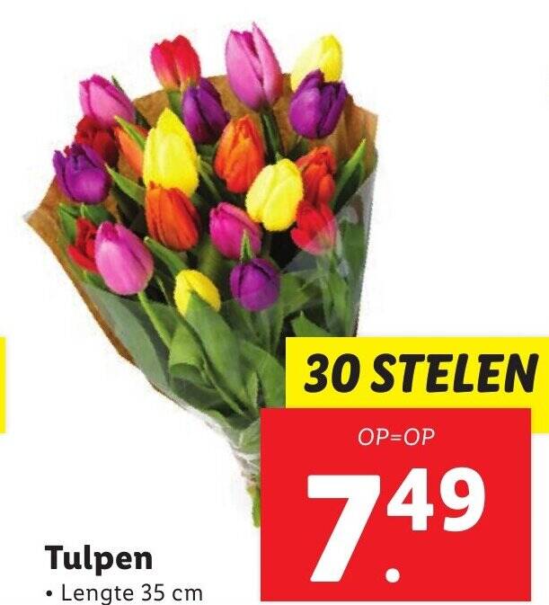 Tulpen 35 cm aanbieding bij Lidl