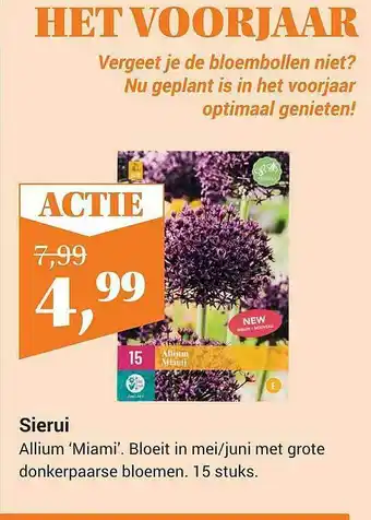 Tuincentrum Osdorp Sierui Allium 'Miami' aanbieding