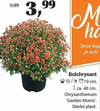 Tuincentrum Osdorp Bolchrysant Chrysanthemum 'Garden Mums' aanbieding