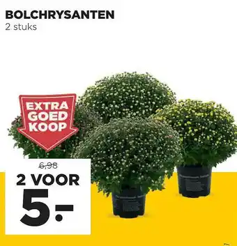 Jumbo Bolchrysanten aanbieding